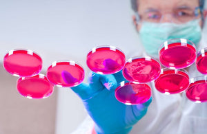 Bovine Base Hydrogel Coated Plate