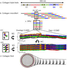 Type I Rat Tendon Collagen (5mg/ml)
