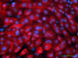 Human Aortic Artery Endothelial Cells